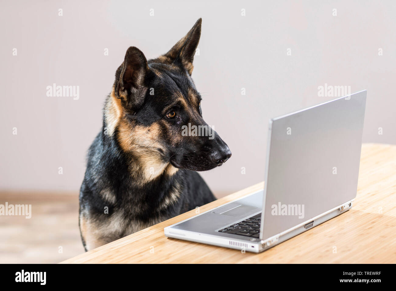 German Shepherd, Alsatian. Adult looking at computer. Germany Stock Photo