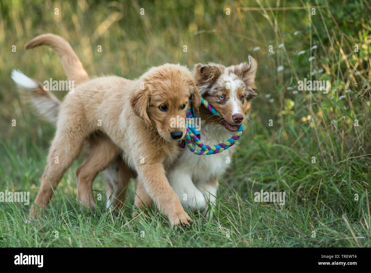 Australian Shepherd puppy and Golden Retriever puppy playing with multicoloured rope. Germany Stock -