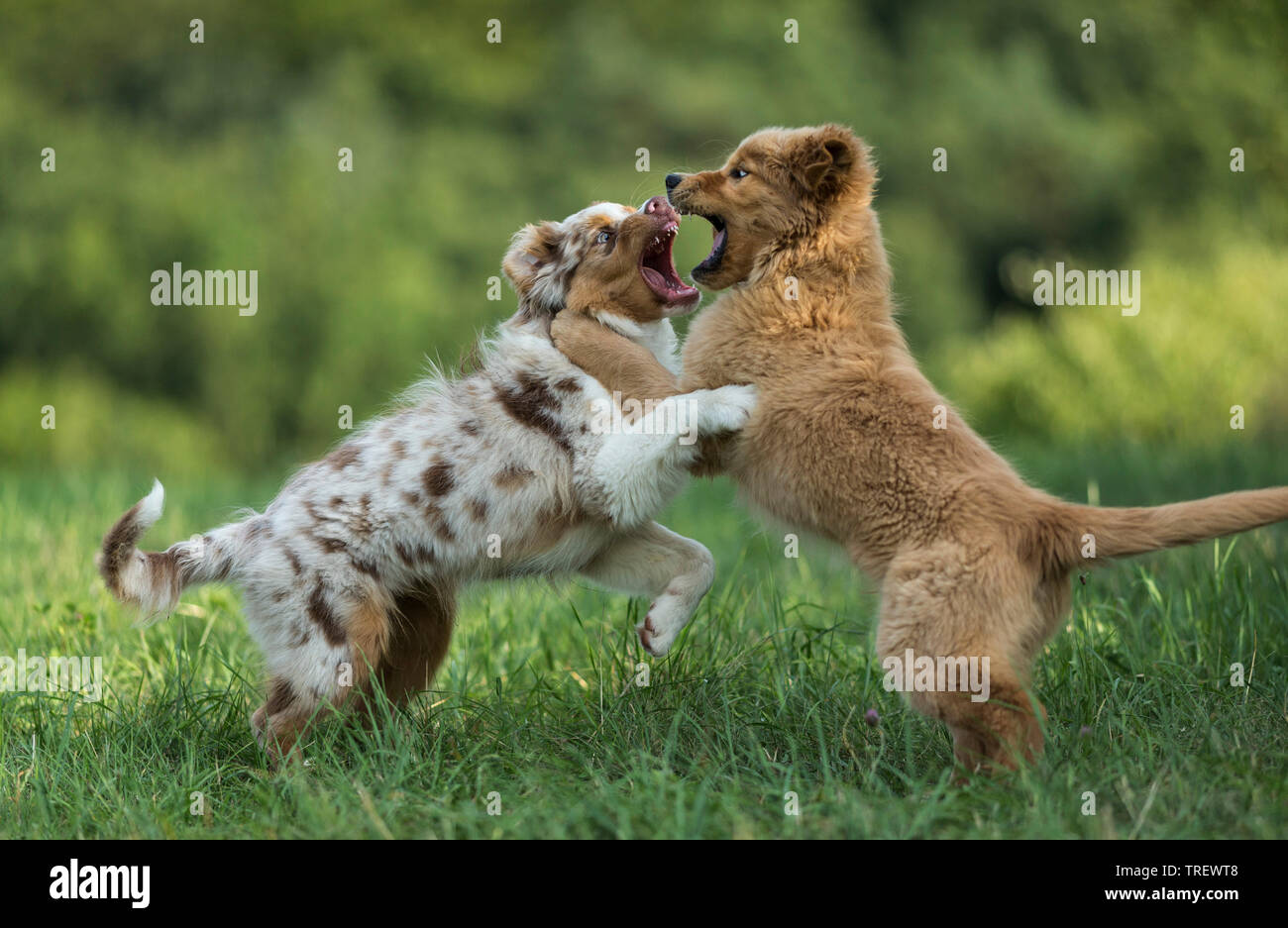 Australian Shepherd puppy and Golden Retriever puppy playfighting on a  lawn. Germany Stock Photo - Alamy