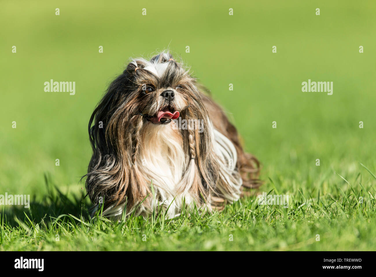 Shih Tzu. Adult dog walking on a meadow. Germany Stock Photo