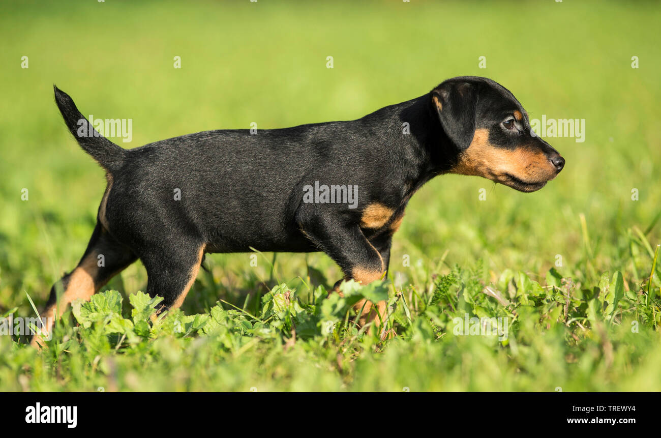 German Hunting Terrier. Puppy walking on a meadow. Germany Stock Photo