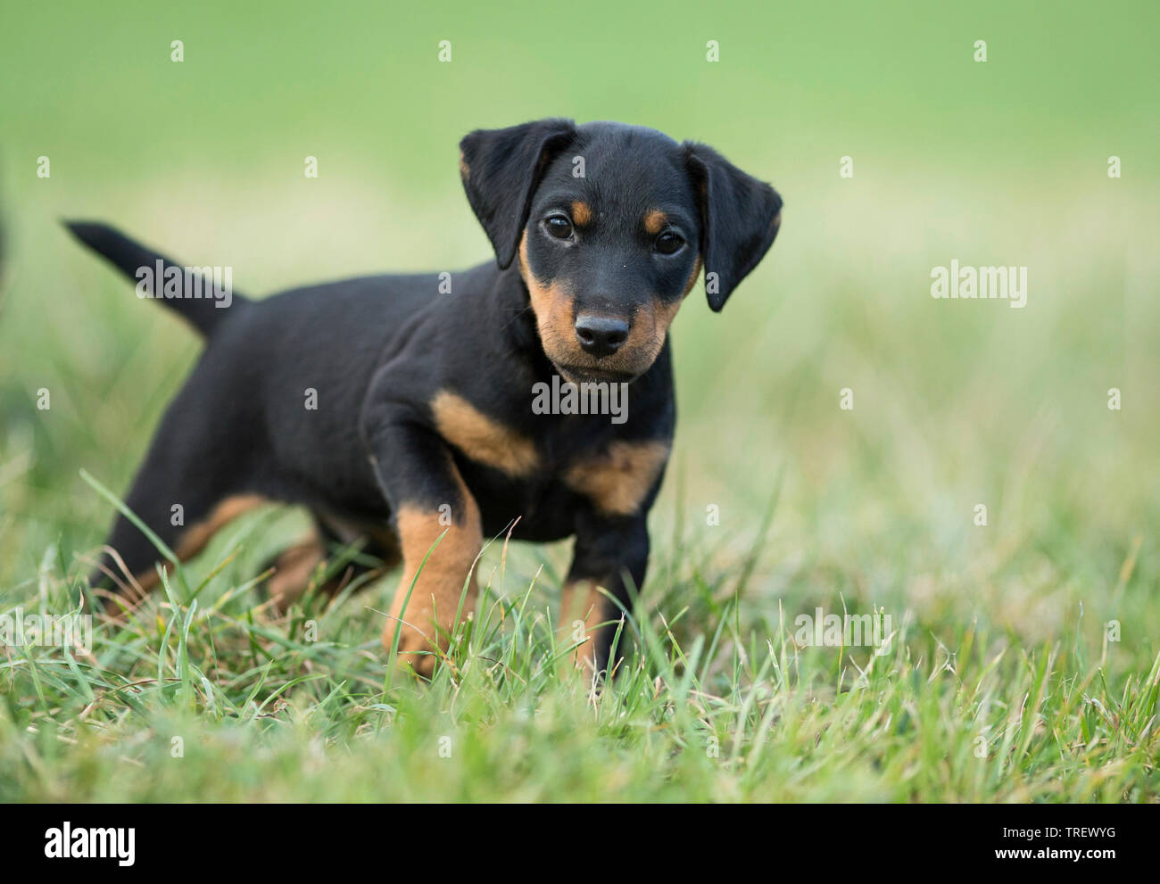 german hunting terrier for sale