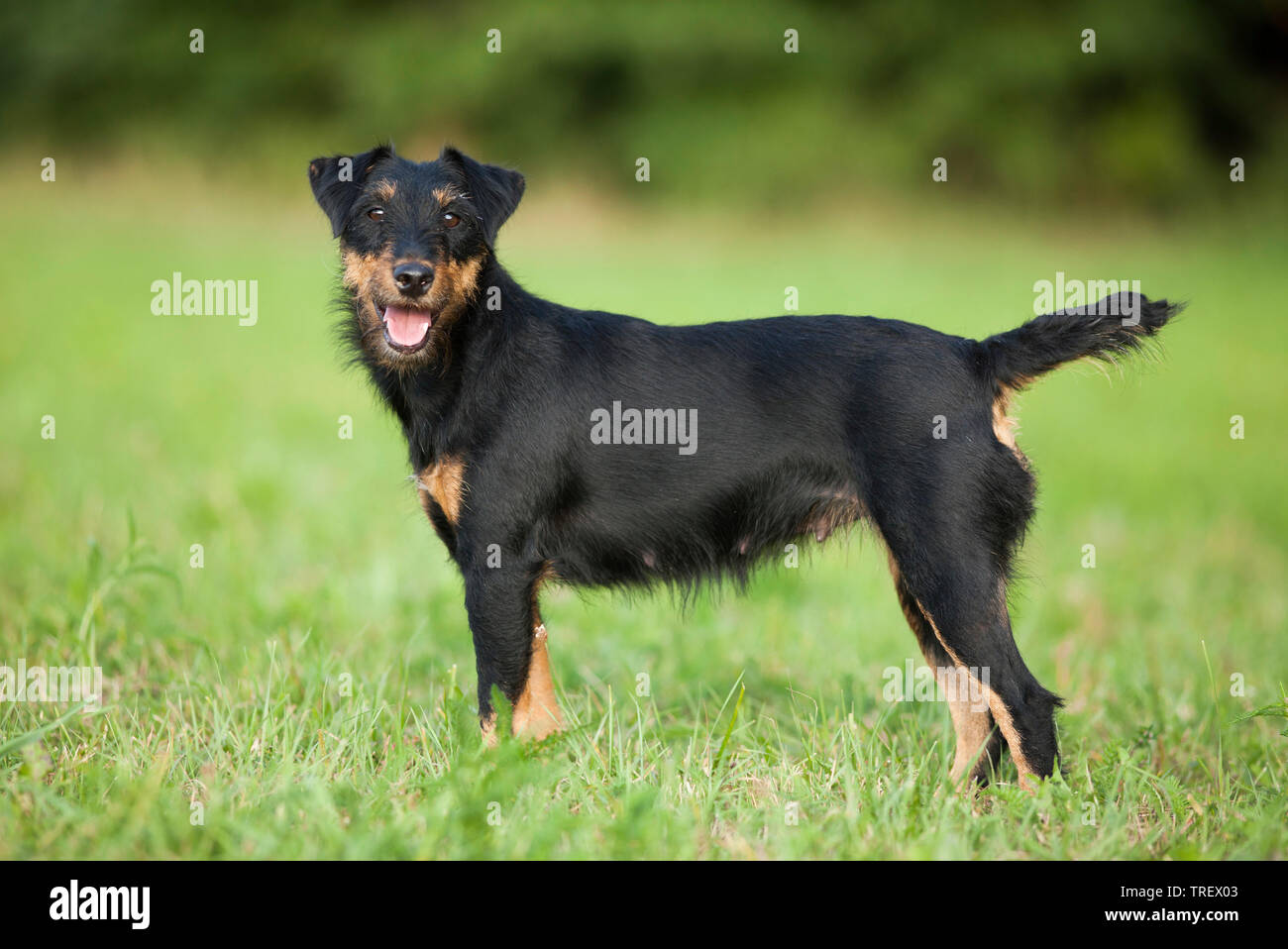 German Hunting Terrier. Adult dog standing on a meadow. Germany Stock Photo