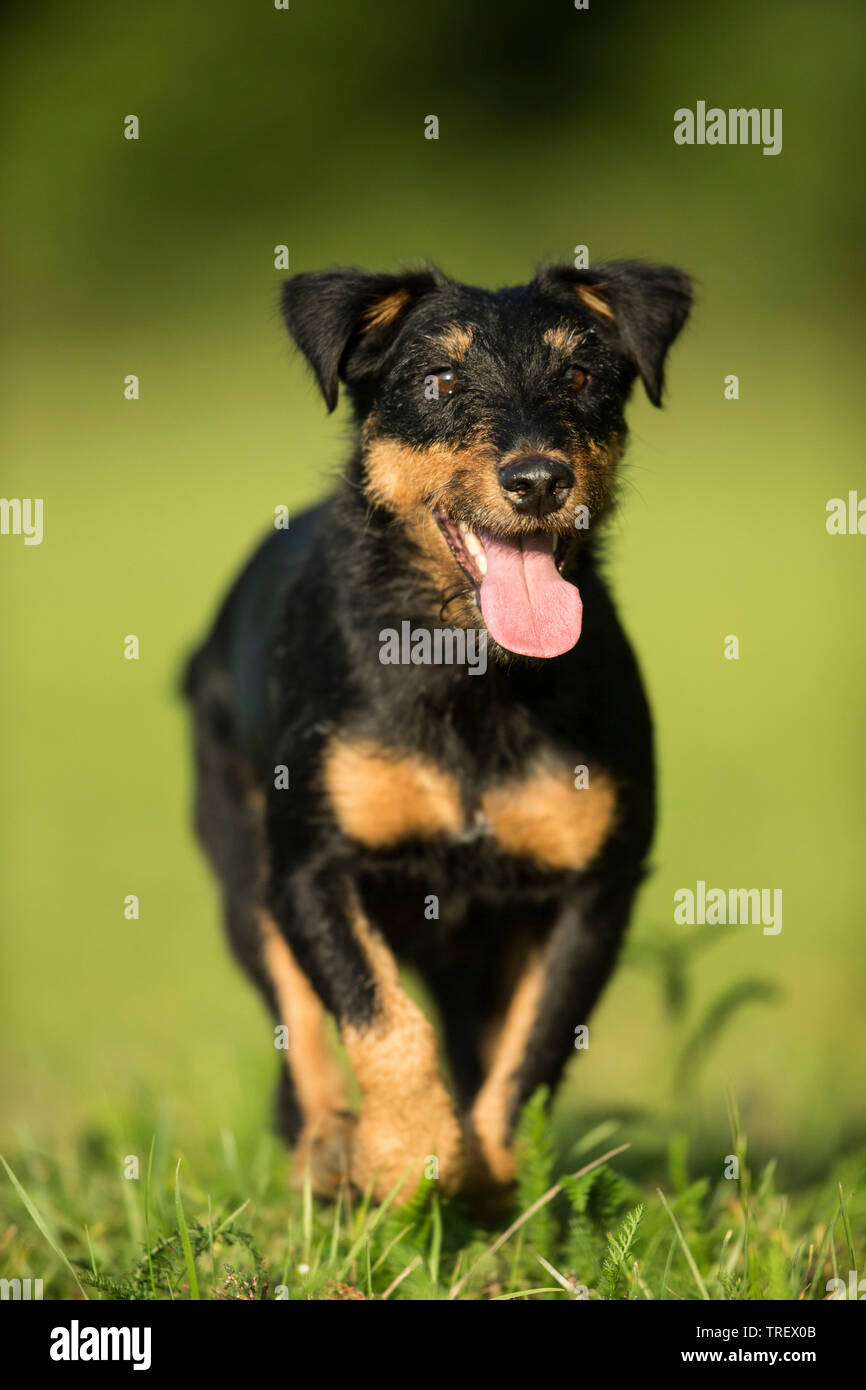 German Hunting Terrier. Adult dog running on a meadow. Germany Stock Photo