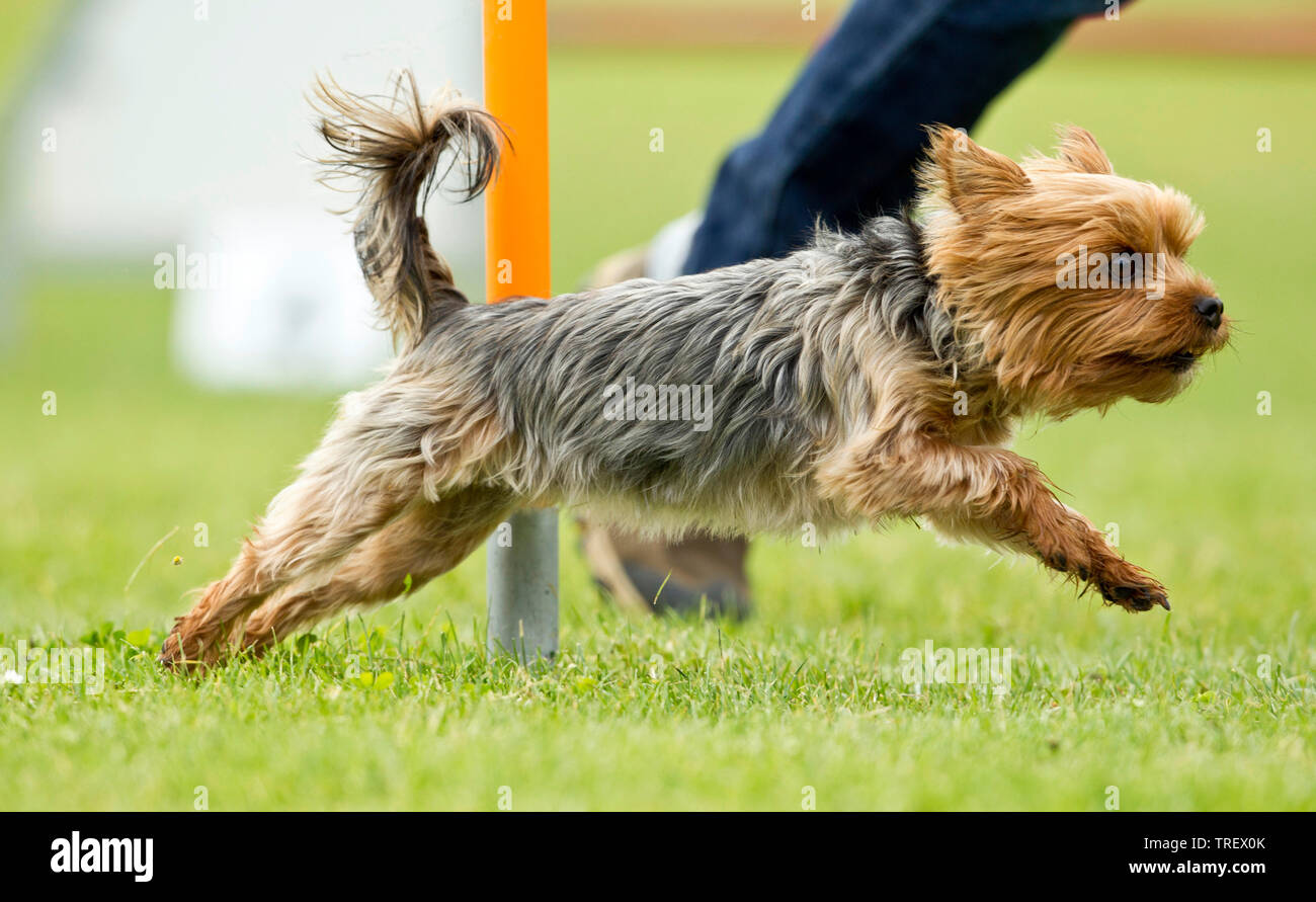 Yorkshire Terrier. Adult dog running in an agility course. Germany Stock Photo