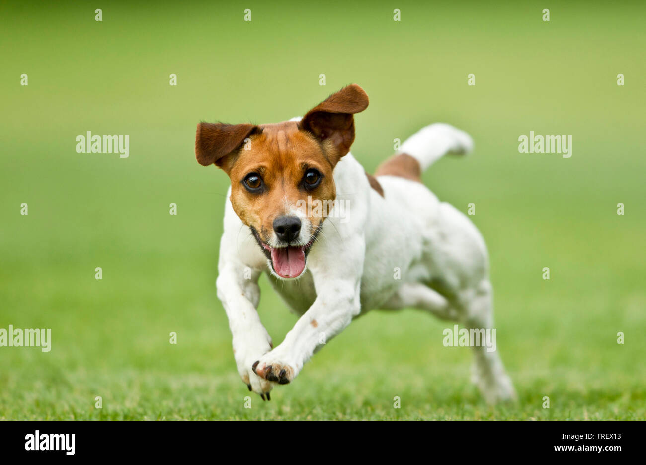 Jack Russell Terrier. Adult dog running on grass. Germany Stock Photo