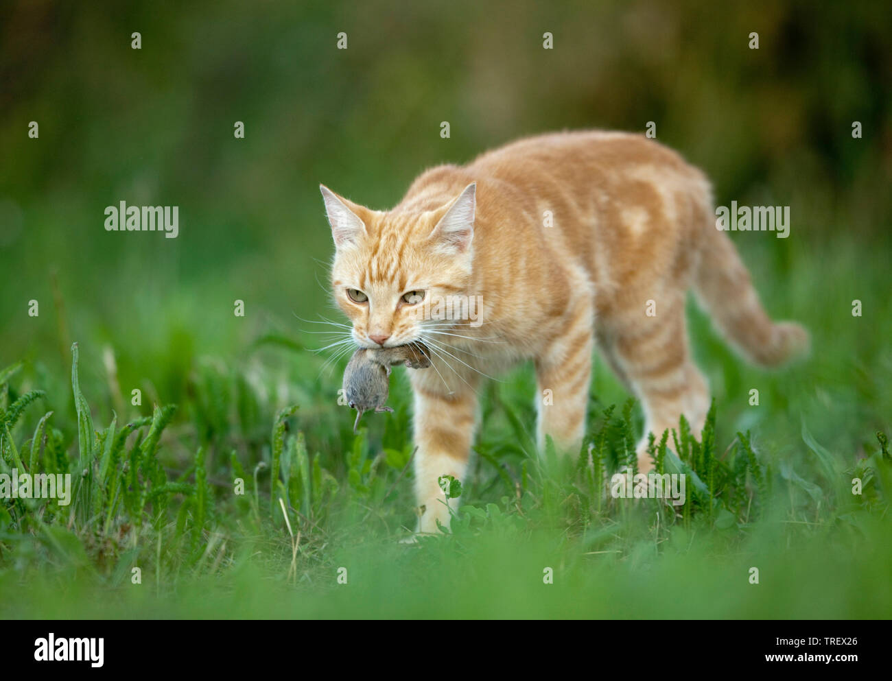 Domestic Cat. Red-tabby adult with mouse prey walking. Germany Stock Photo