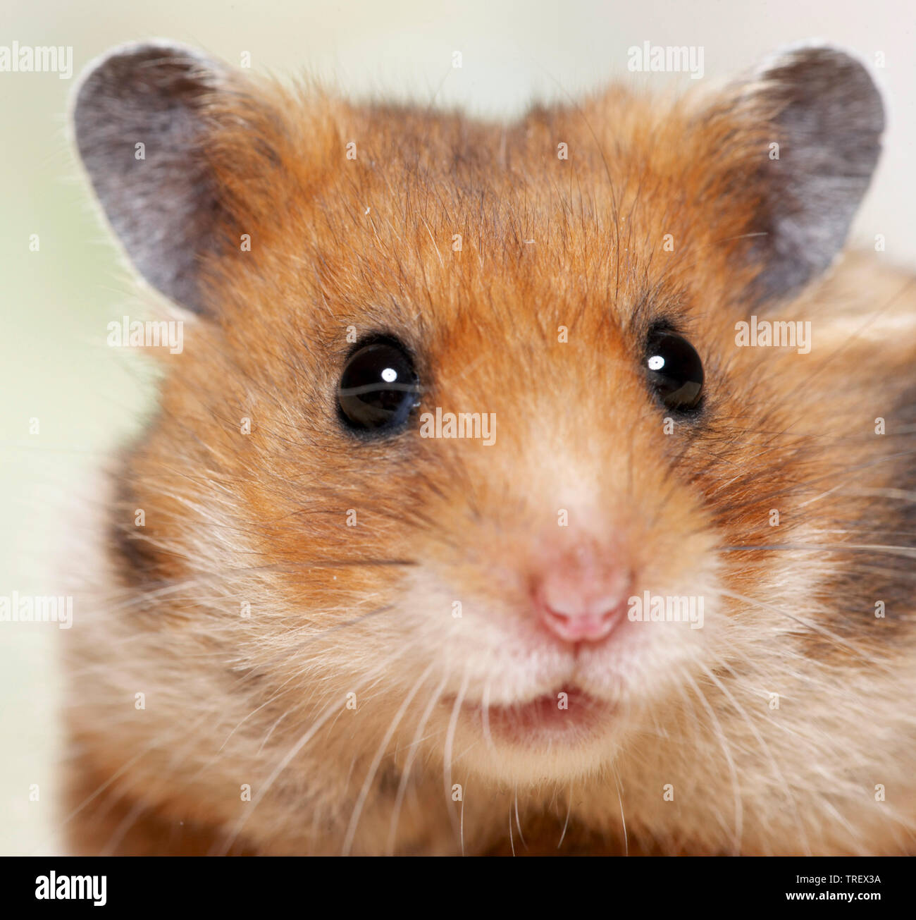 Golden Hamster Mesocricetus Auratus Portrait Of Adult Germany Stock Photo Alamy Golden Hamster Mesocricetus Auratus Portrait Of Adult Germany Stock Photo Alamy