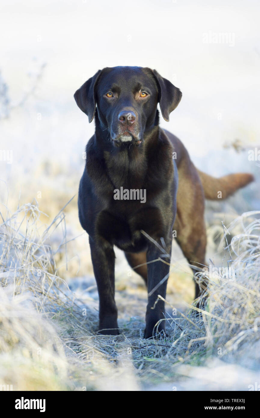 Labrador Retriever. Adult dog standing on a meadow covered in hoarfrost. Germany Stock Photo