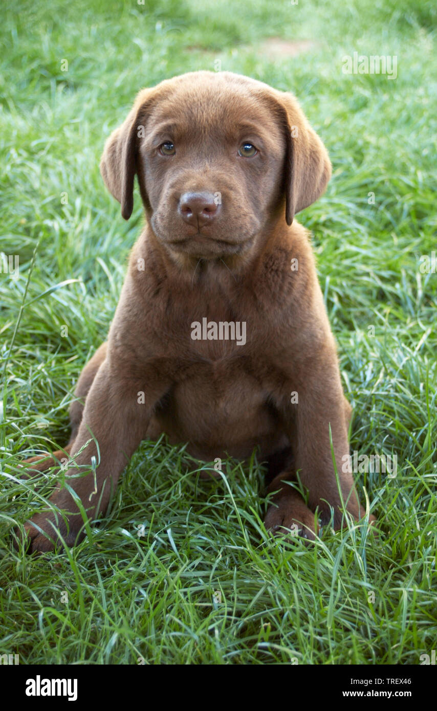 Labrador Retriever. Brown puppy sitting in grass. Germany.. Stock Photo