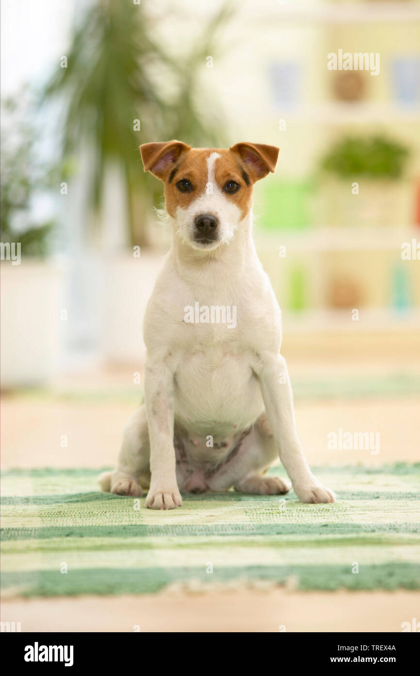 Parson Russell Terrier. Adult dog sitting on a rug Germany Stock Photo
