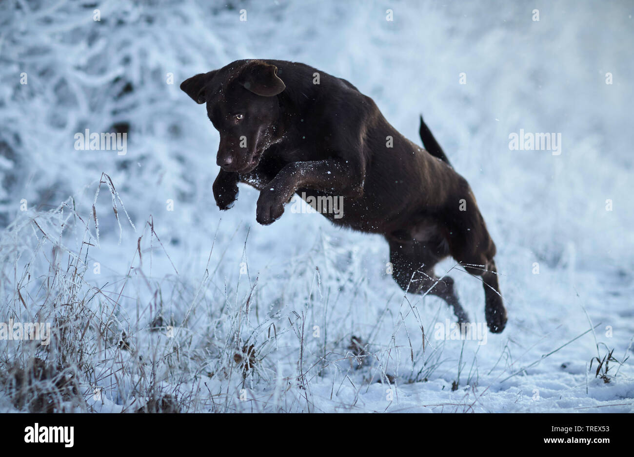 Brown Labrador Retriever jumping in a forest in winter. Germany Stock Photo