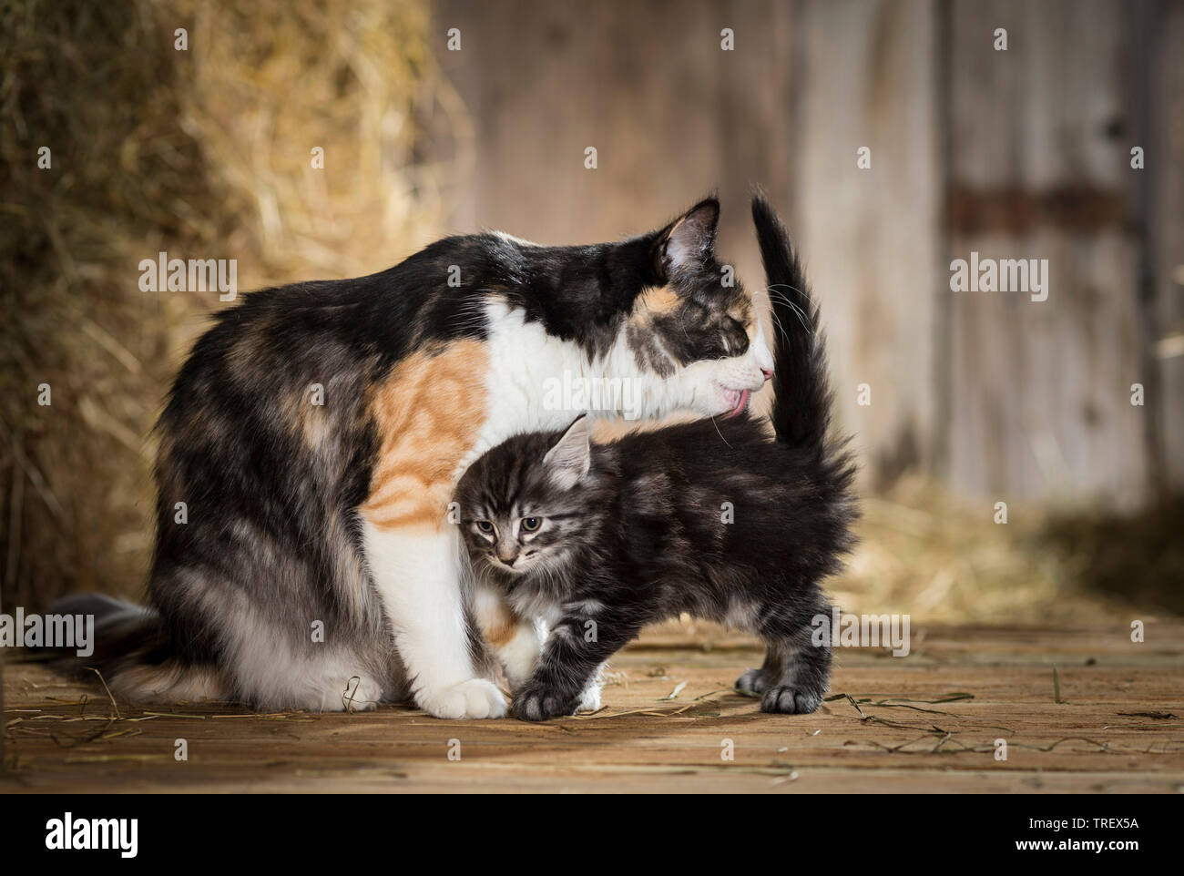 Norwegian Forest Cat. Mother grooming kitten in a barn. Germany Stock Photo
