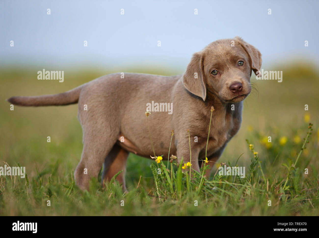 Labrador Retriever. Puppy standing in grass. Germany.. Stock Photo