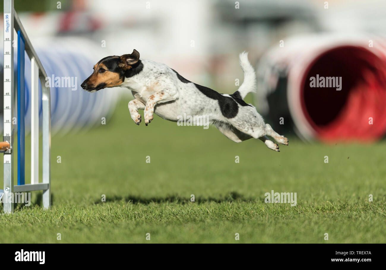 Jack Russell Terrier. Adult jumping in an agility field. Germany Stock Photo