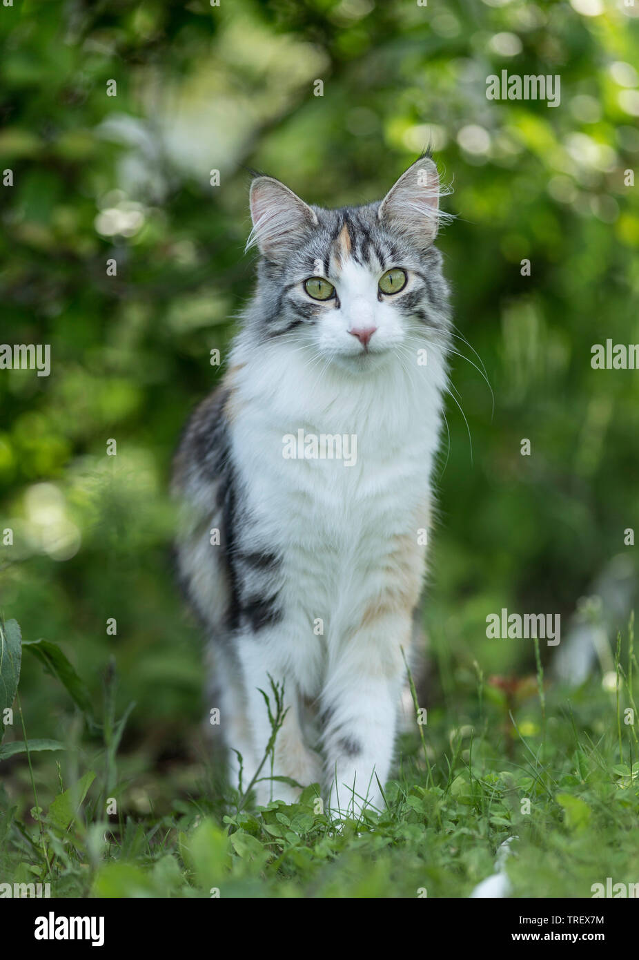 Norwegian Forest Cat. Adult standing in a garden. Germany Stock Photo Alamy