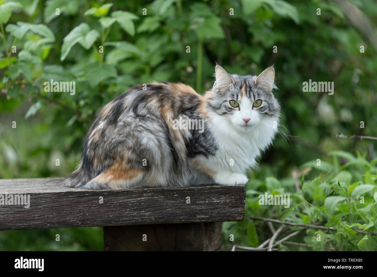 Norwegian Forest Cat. Adult in a garden, lying on a board. Germany Stock Photo