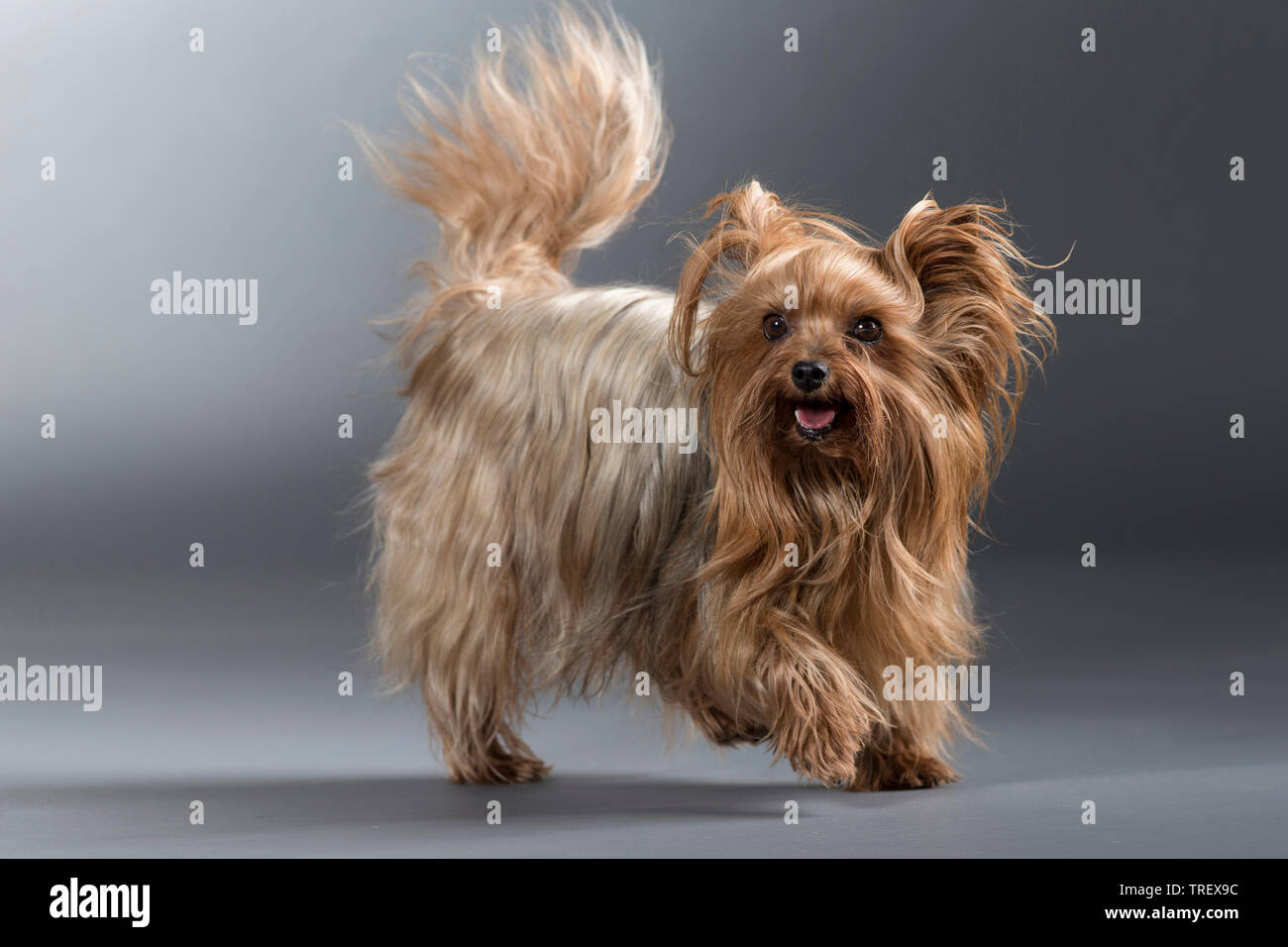 Yorkshire Terrier. Adult dog walking. Studio picture against a gray background. Germany Stock Photo