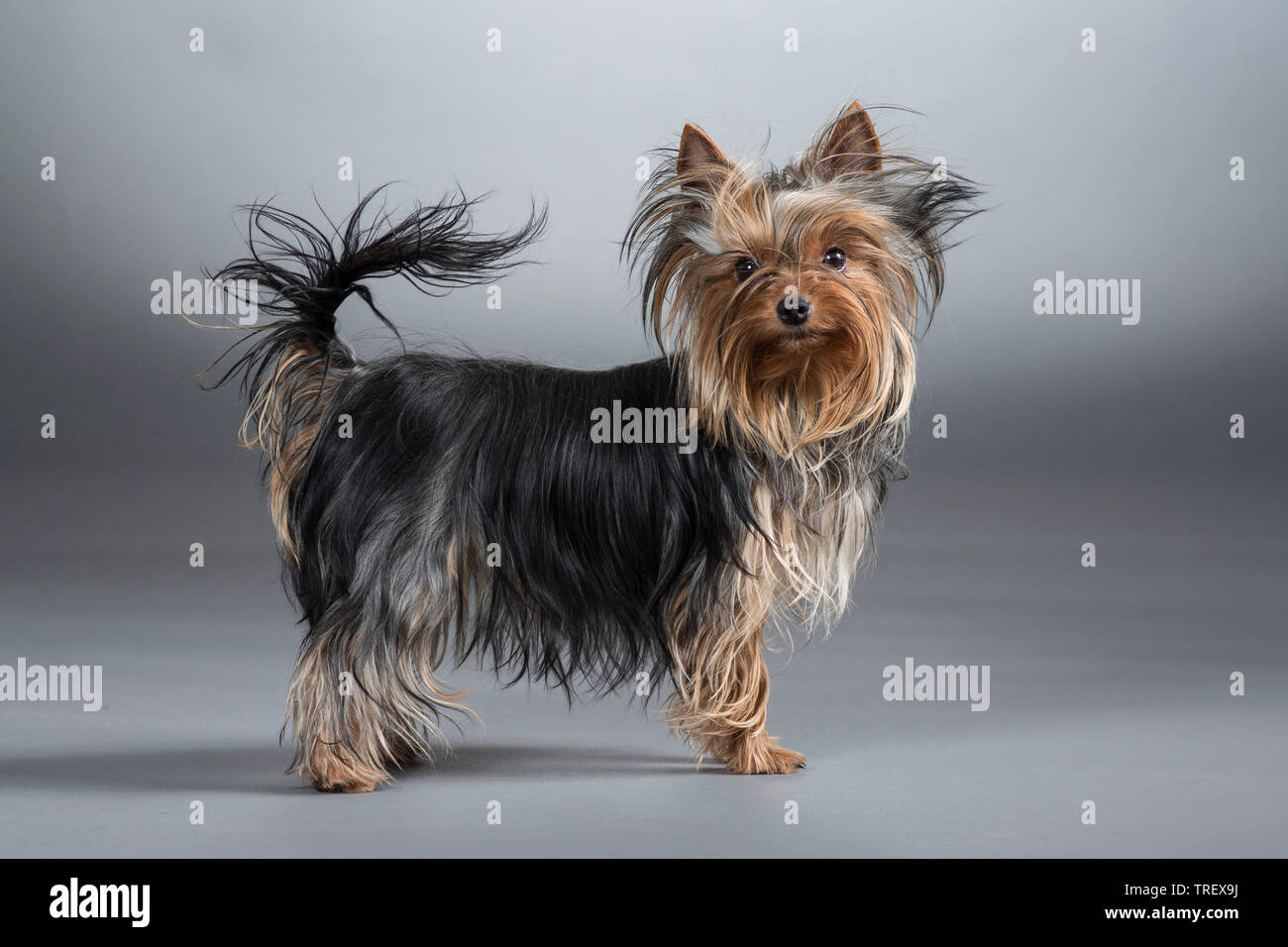 Yorkshire adult Clearance