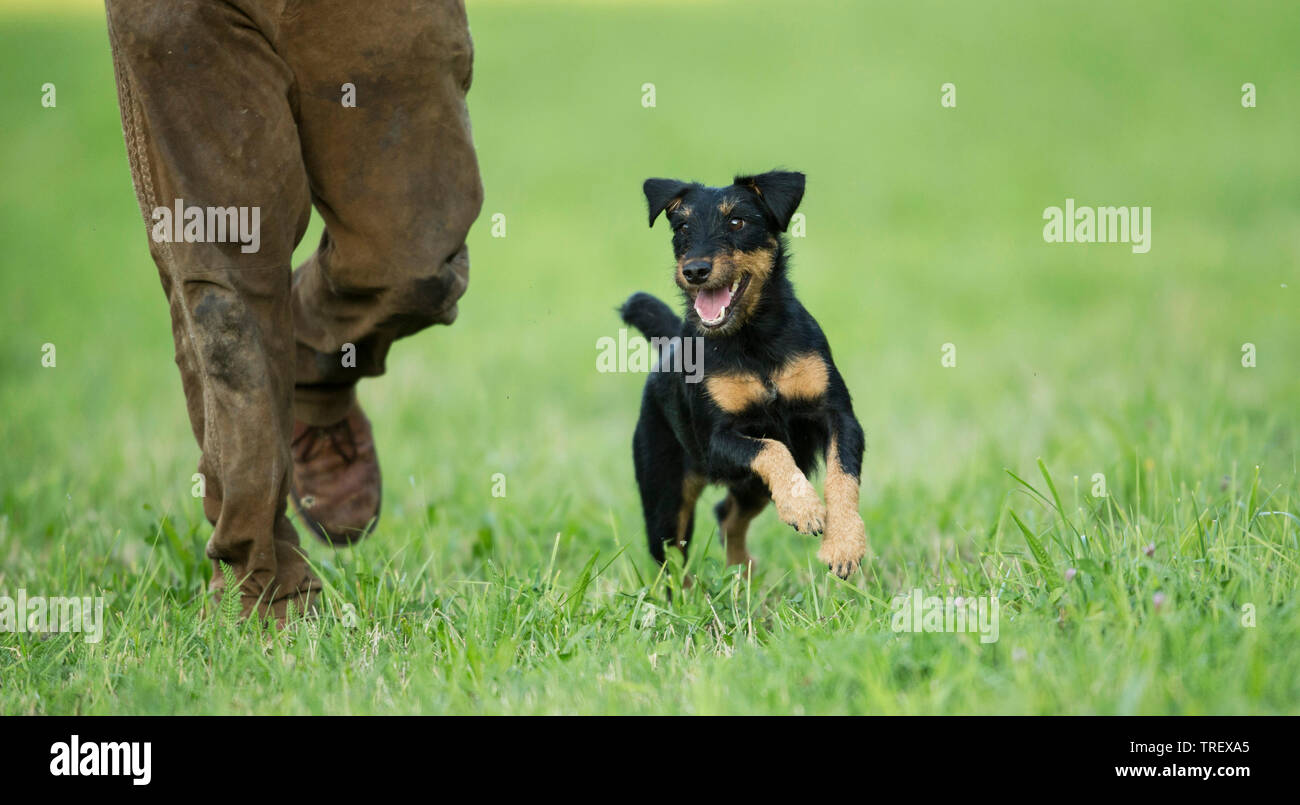 German Hunting Terrier. Adult running next to owner on a meadow. Stock Photo