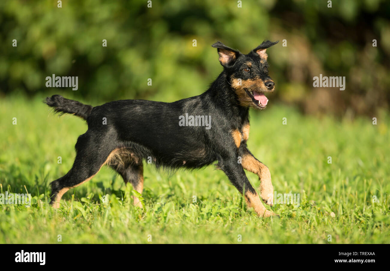 German Hunting Terrier. Adult running on a meadow. Stock Photo