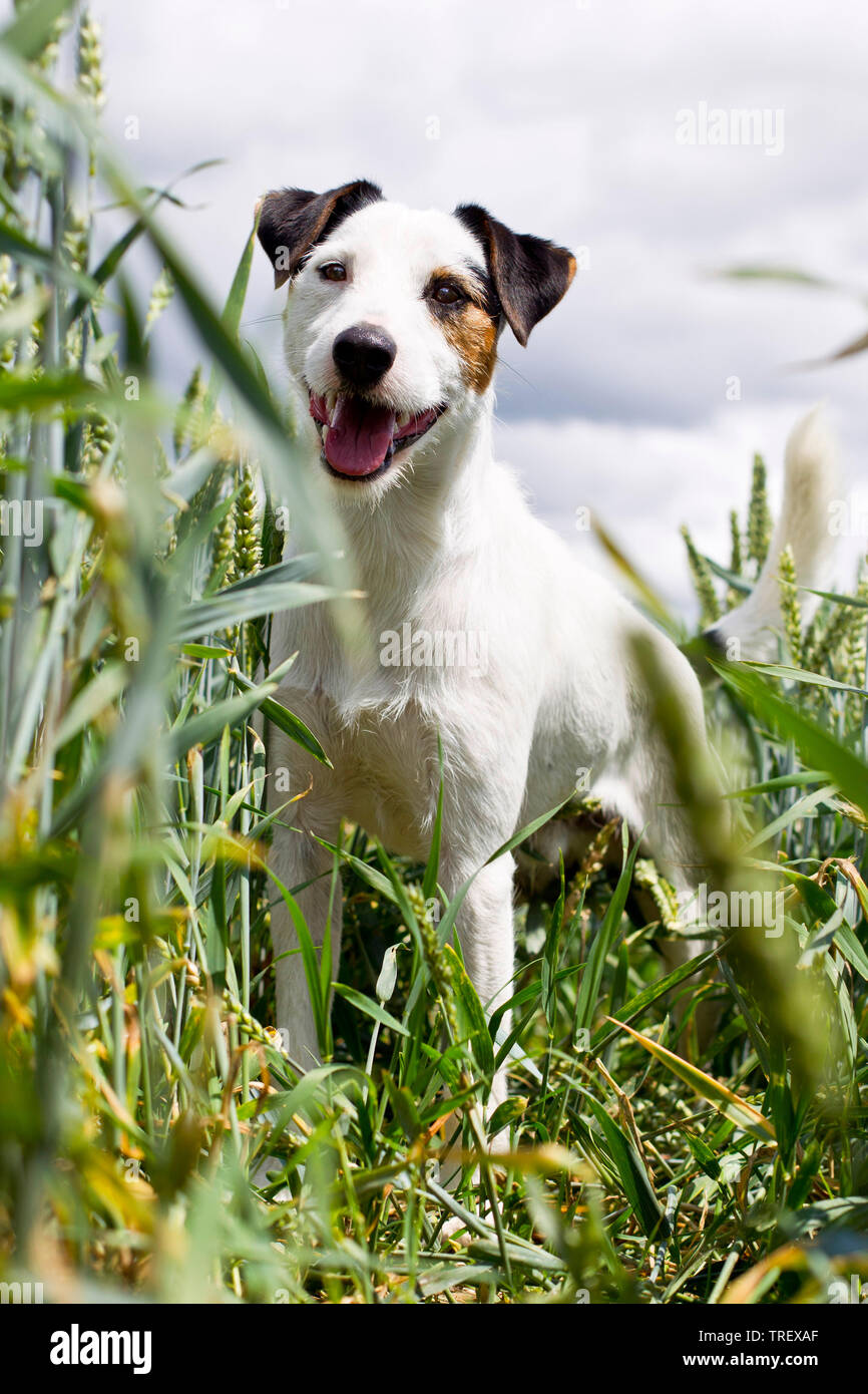 Parson Russell Terrier. Adult dog standing in wheat field. Germany Stock Photo