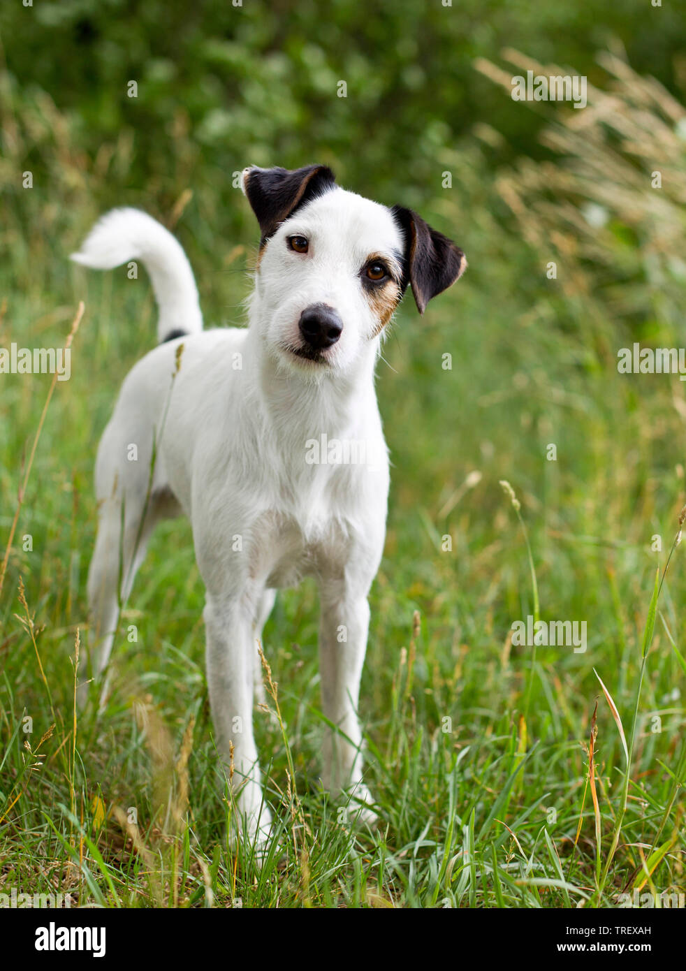 Parson Russell Terrier. Adult dog standing on a meadow. Germany Stock Photo