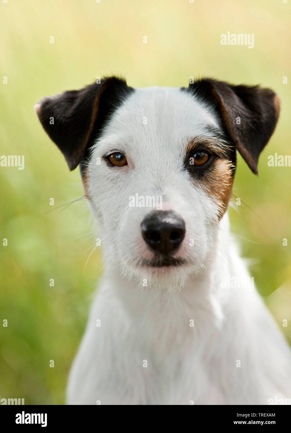 Parson Russell Terrier. Portrait of adult dog. Germany Stock Photo
