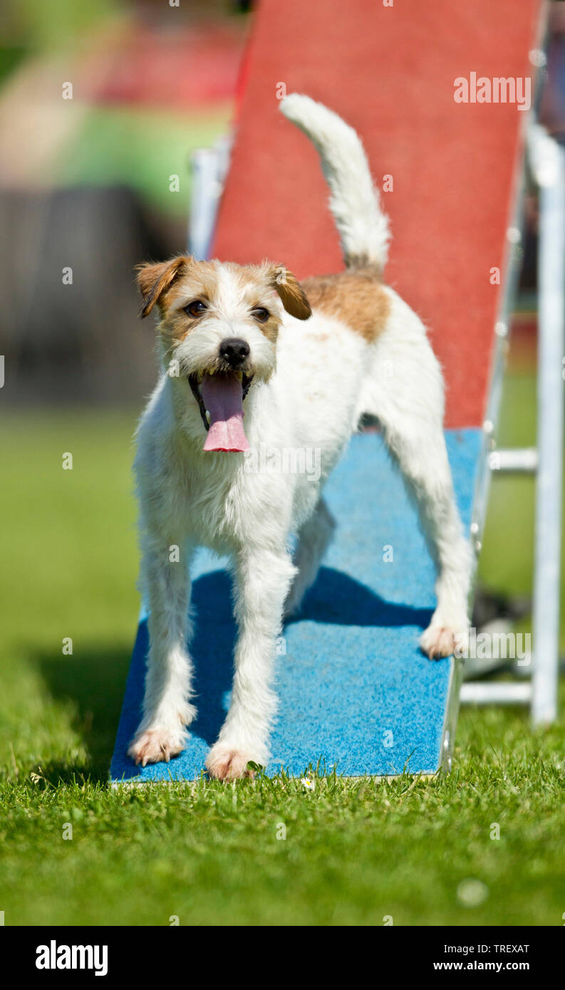 Parson Russell Terrier. Adult dismounting a seesaw an agility field. Germany Stock Photo