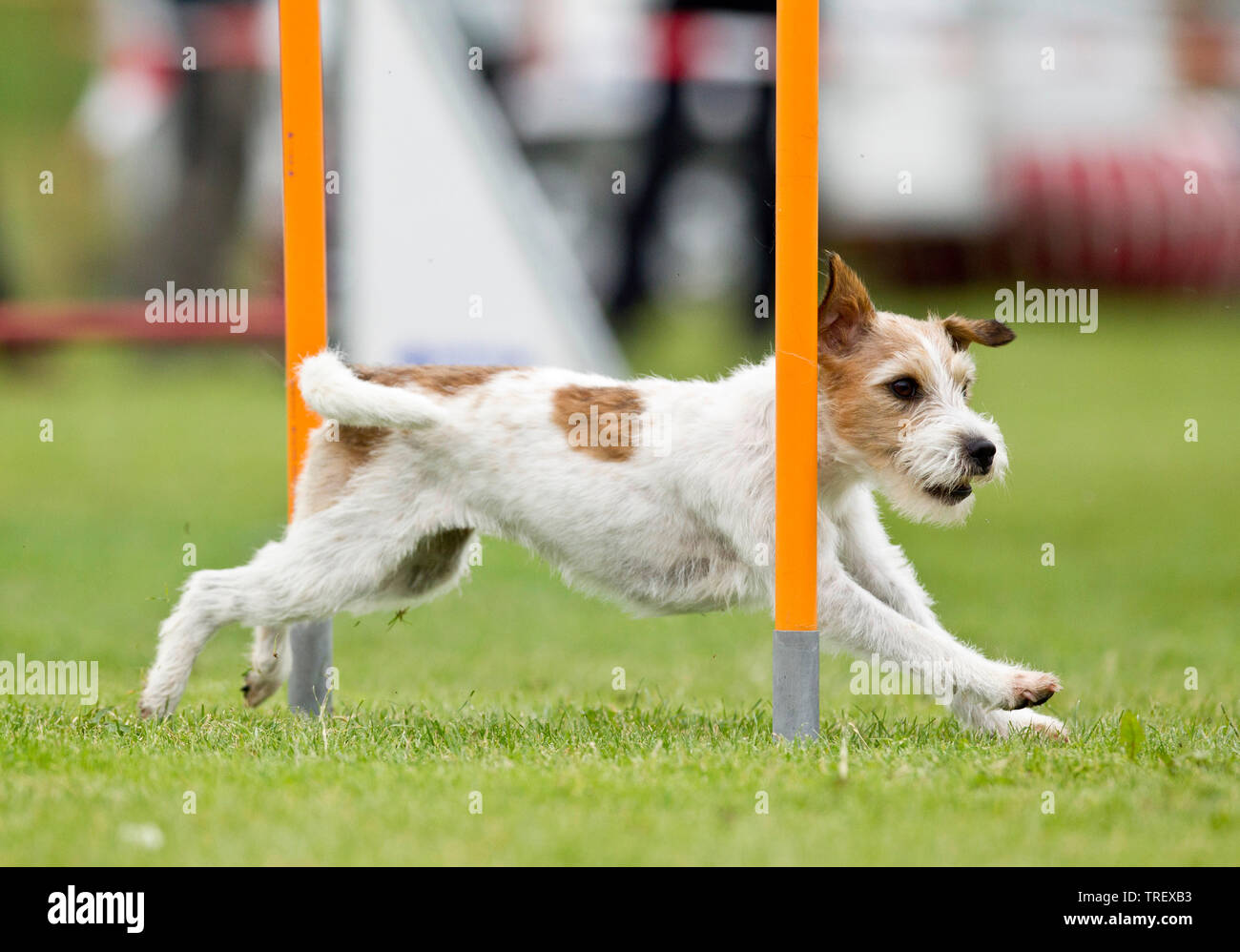 Parson Russell Terrier. Adult demonstrating fast weave poles in an obstacle course. Germany Stock Photo