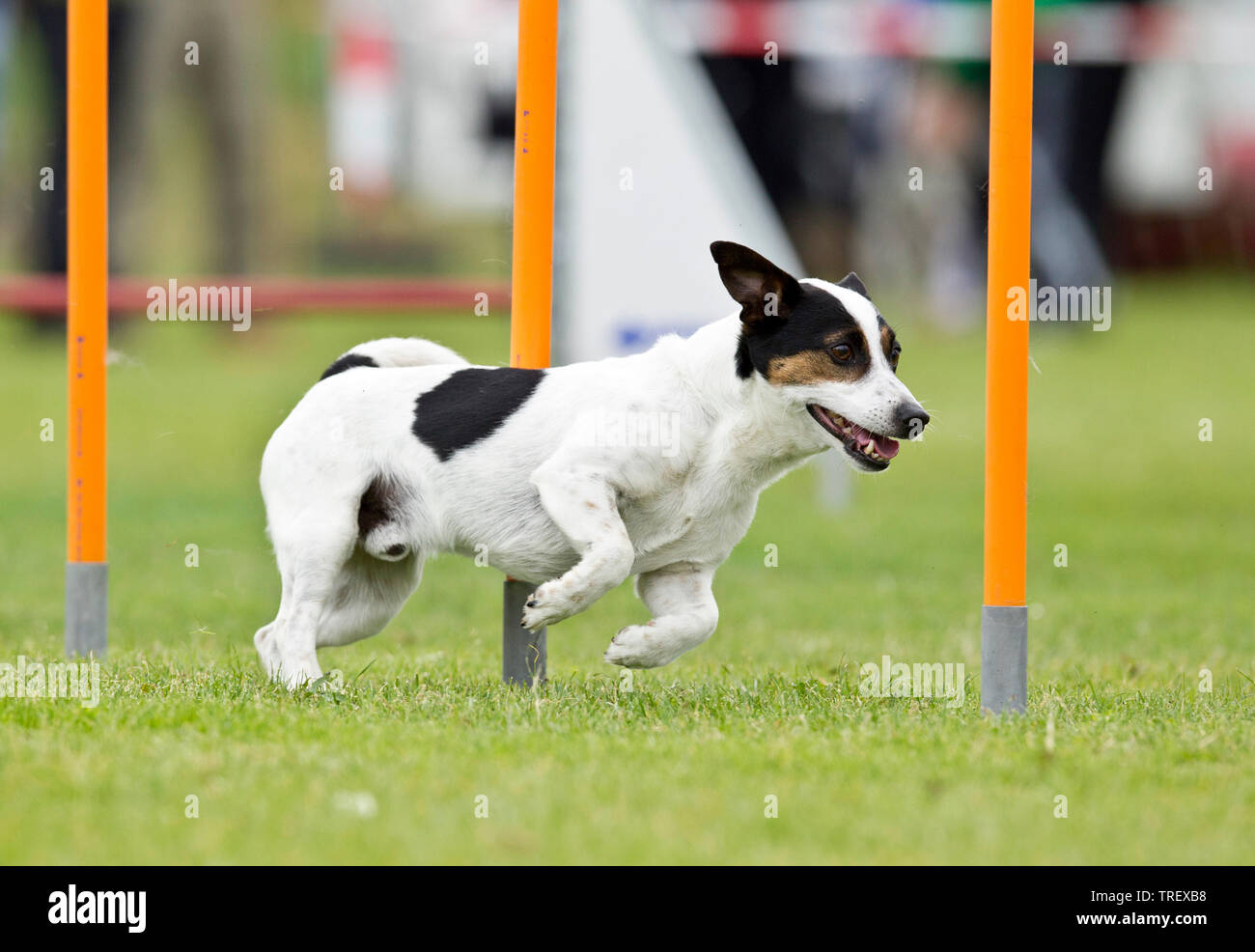 Are Jack Russell Terriers Fast