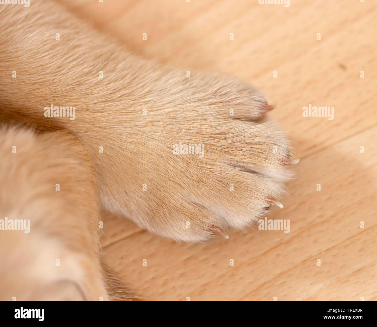 Labrador Retriever. paw of a puppy. Germany Stock Photo