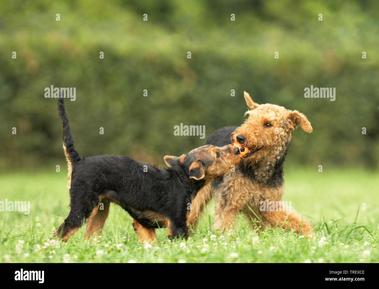 Airedale Terrier. Adult and puppy playing on a meadow, tug of war. Germany Stock Photo