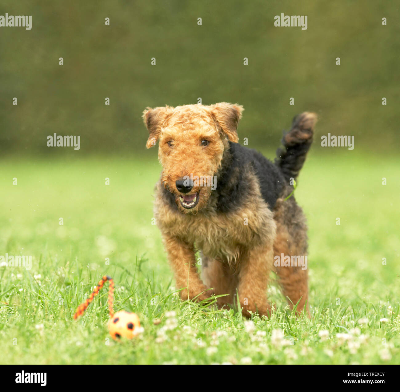 Airedale Terrier. Adult running towards a small ball. Germany Stock Photo