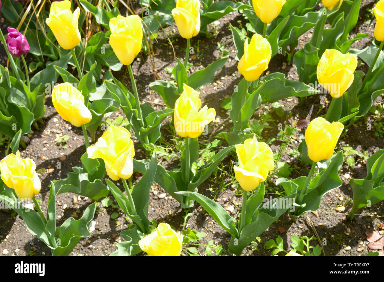 Tulipa gesneriana flowers Stock Photo