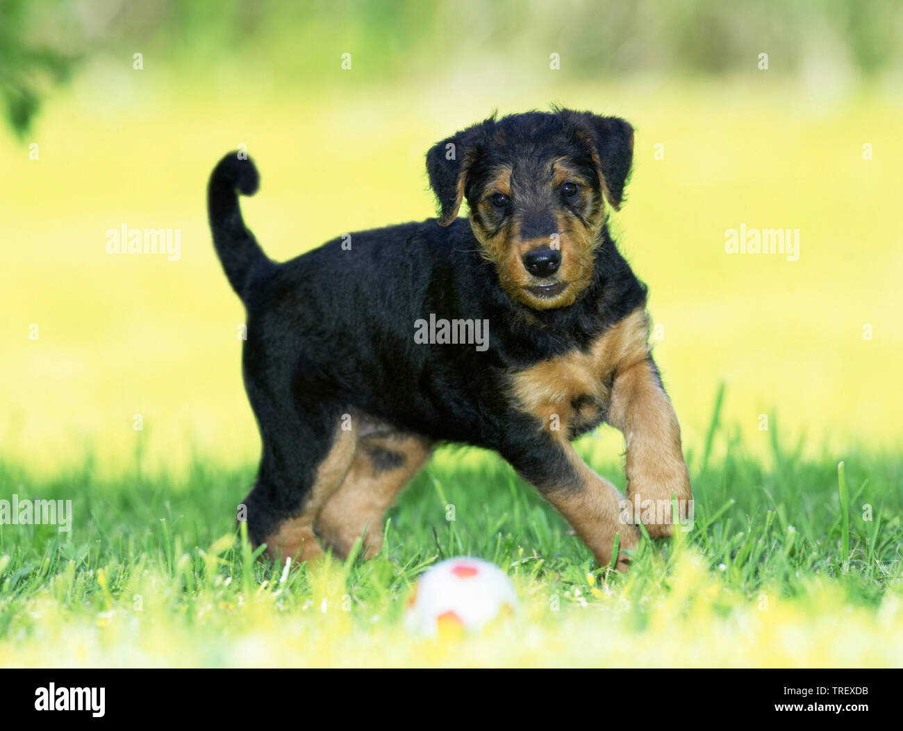Airedale Terrier. Puppy running on a meadow towards a ball. Germany Stock Photo