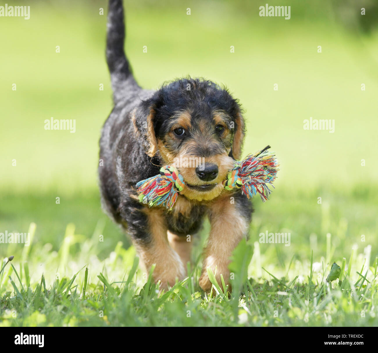 Airedale Terrier. Puppy carrying a multicolored rope. Germany Stock Photo