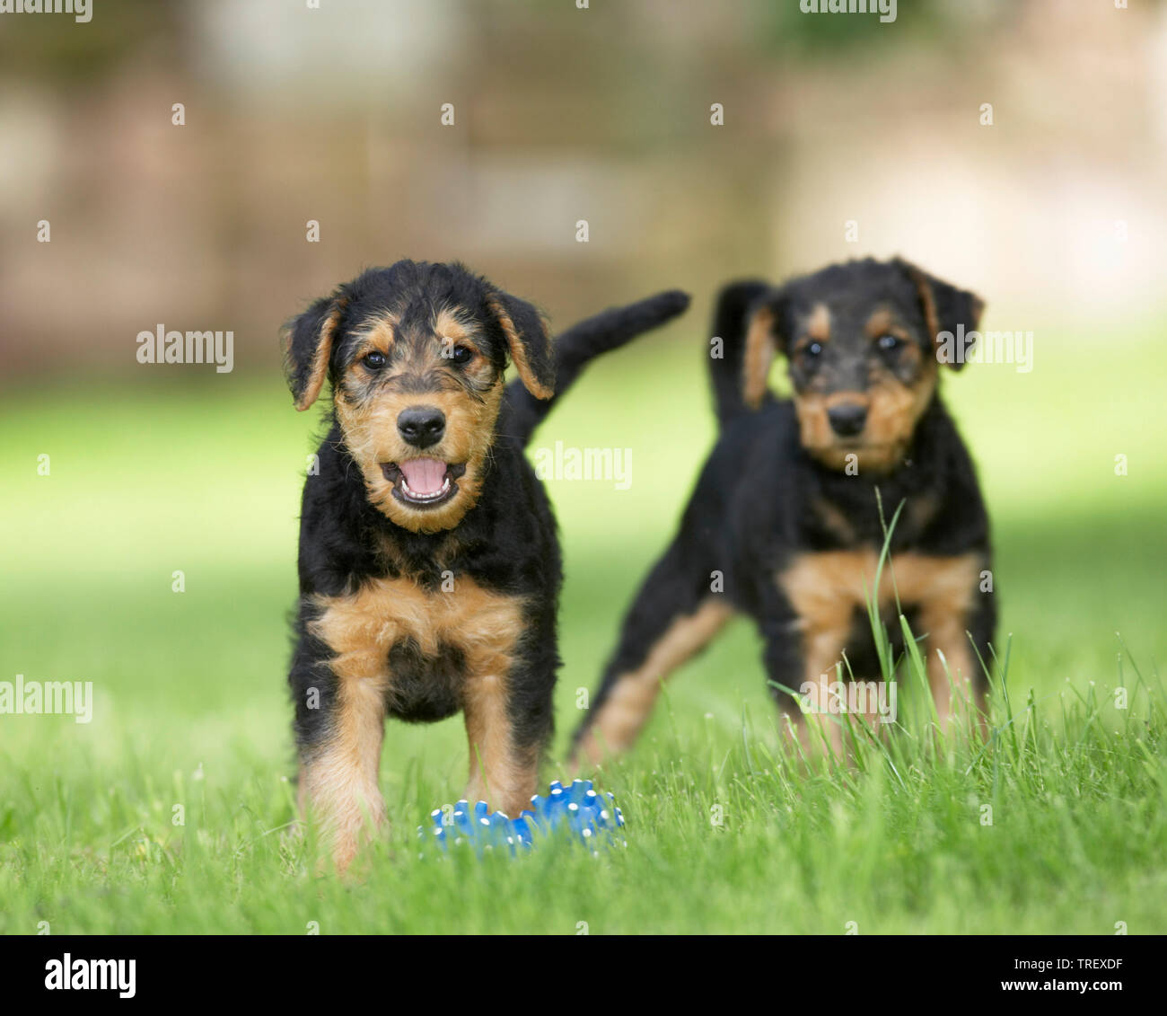 Airedale Terrier. Two puppies standing next to blue toy bone in grass. Germany Stock Photo