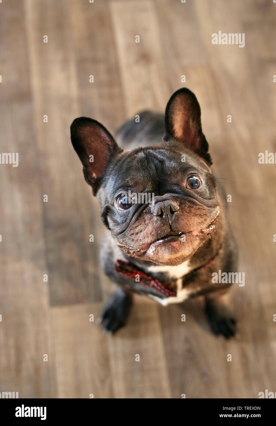 French Bulldog. Adult dog sitting on parquet while looking up. Germany.. Stock Photo