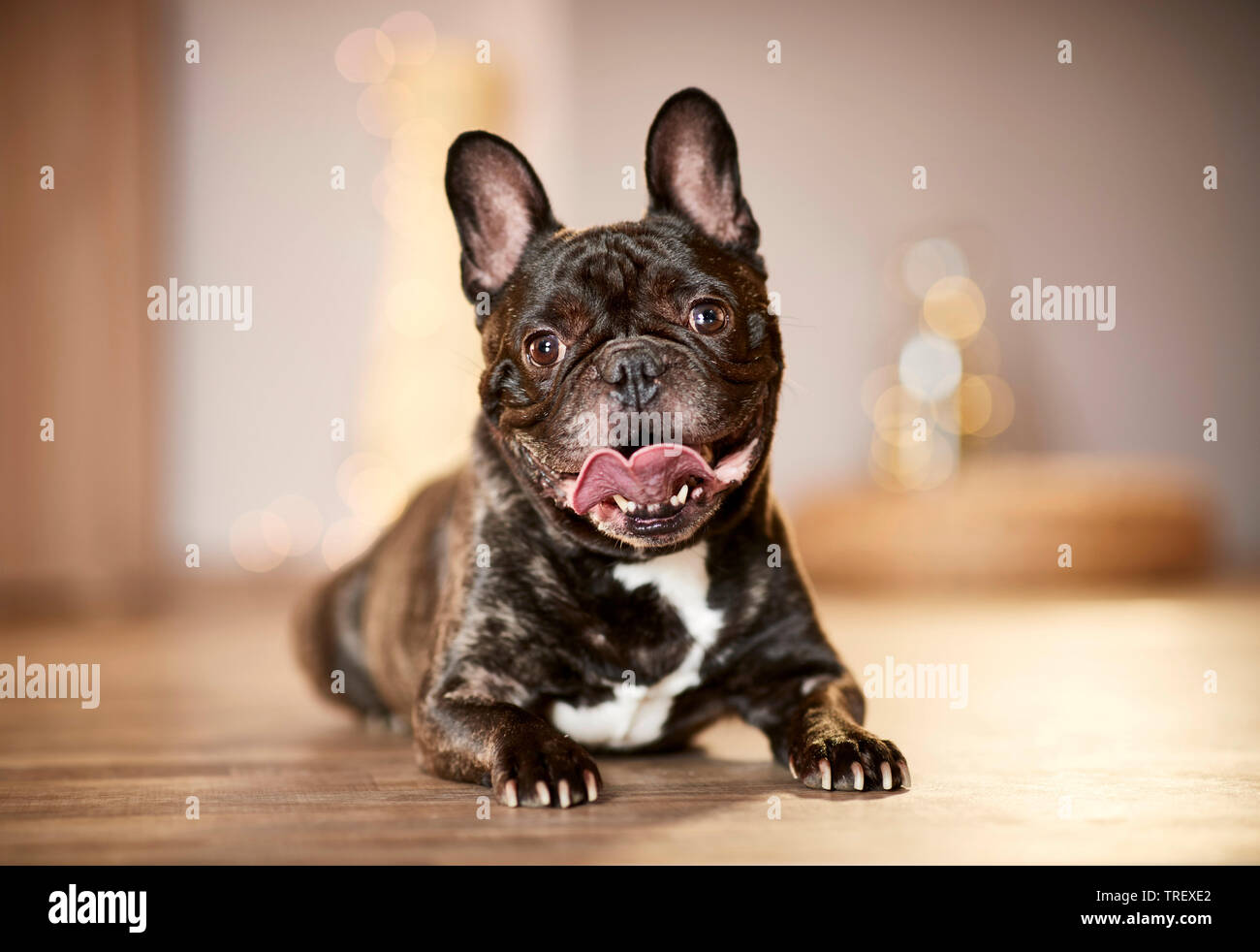 French Bulldog. Adult dog lying in an apartement decorated for Christmas. Germany Stock Photo