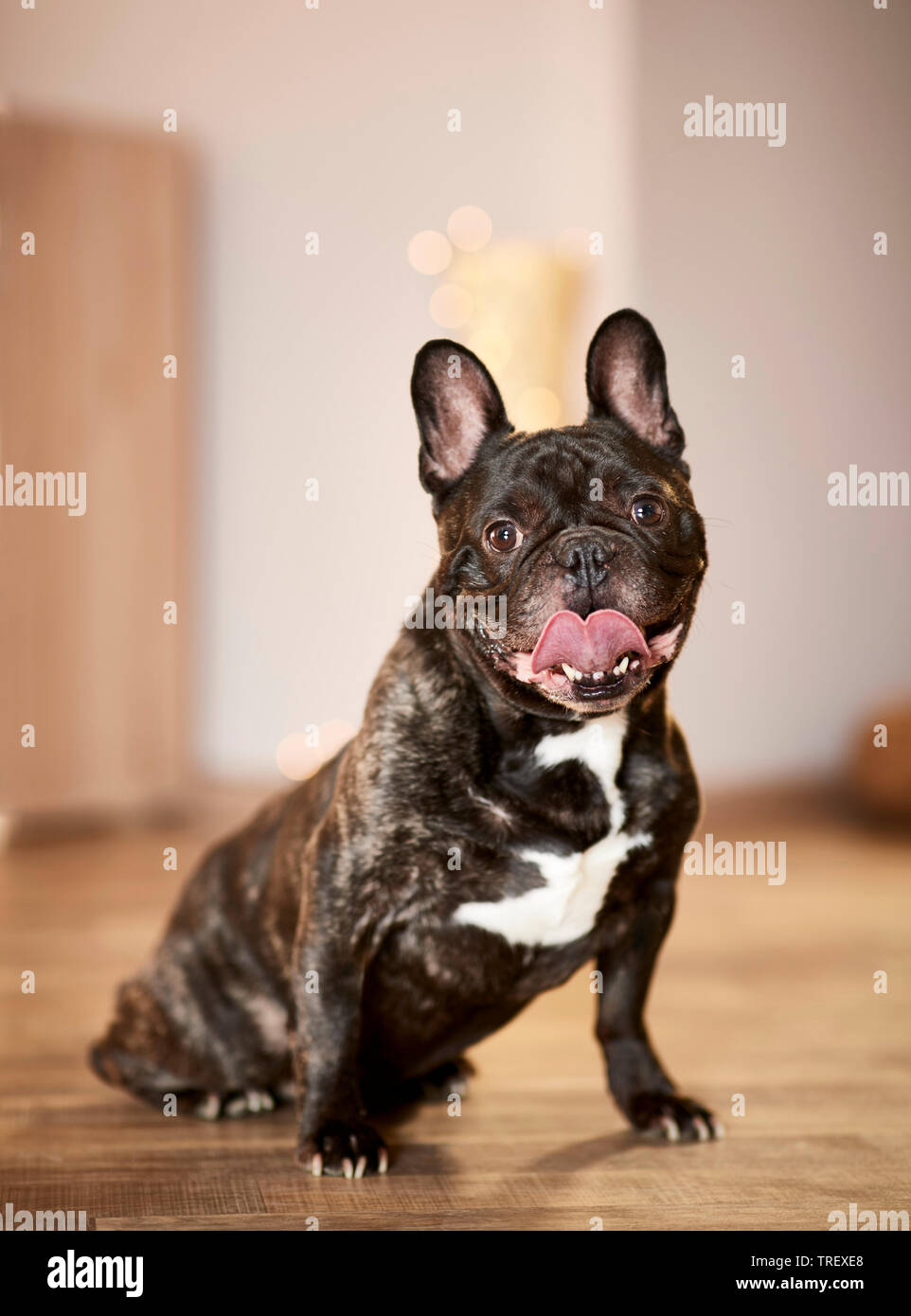 French Bulldog. Adult dog sitting in an apartement decorated for Christmas. Germany Stock Photo