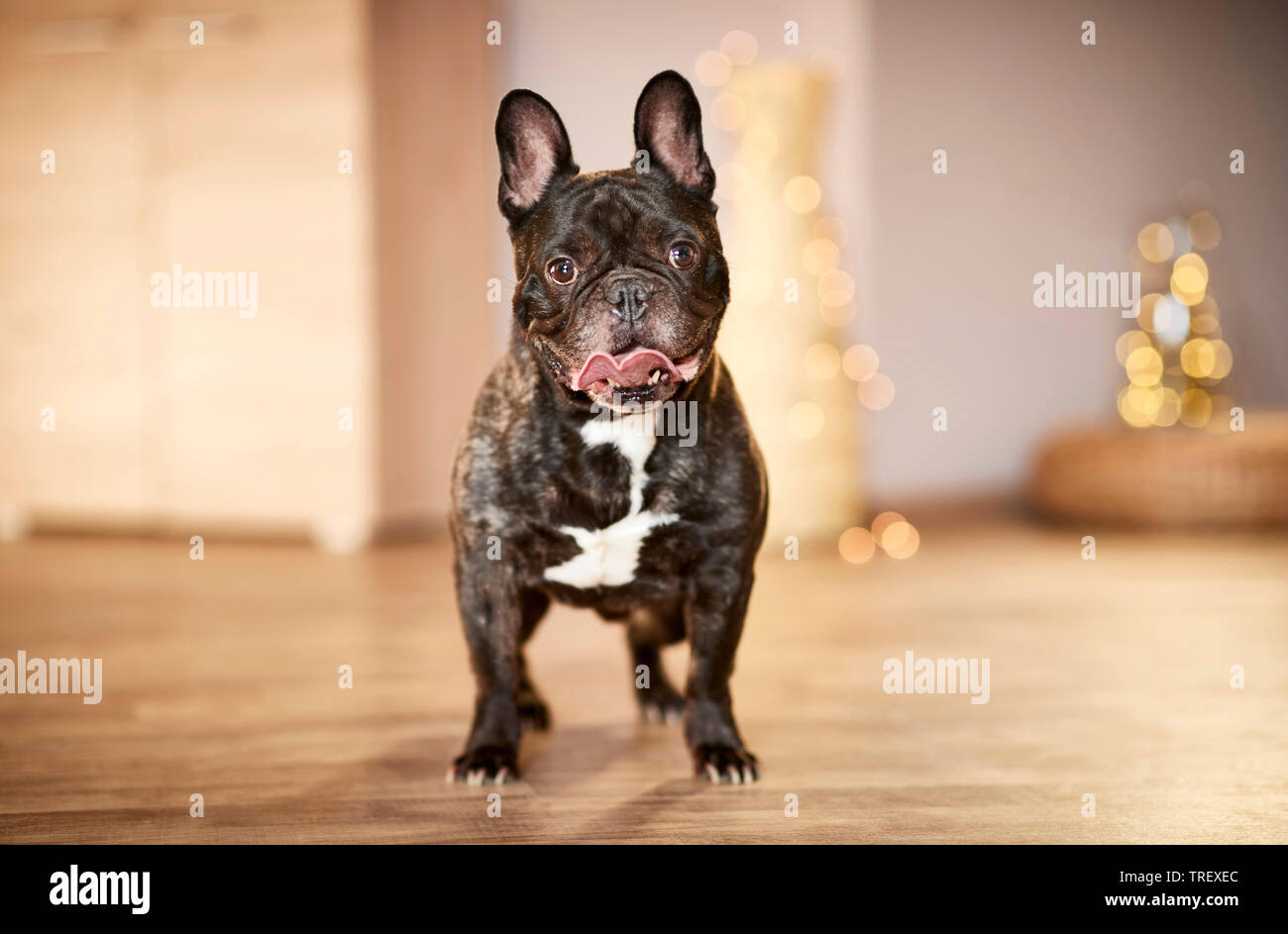 French Bulldog. Adult dog standing in an apartement decorated for Christmas. Germany Stock Photo