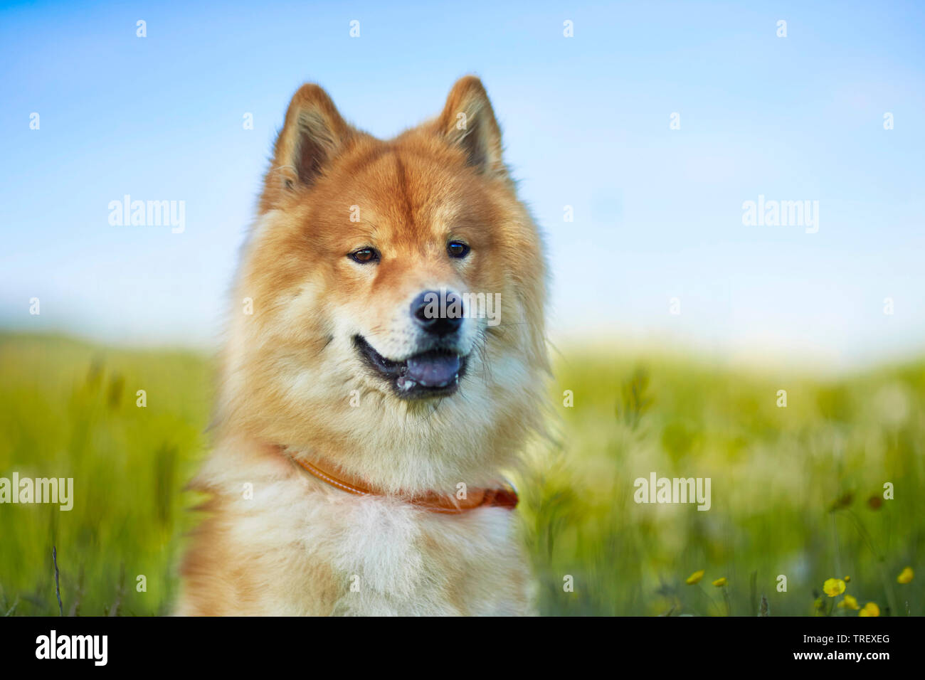 Eurasier, Eurasian. Portrait of adult. Germany Stock Photo