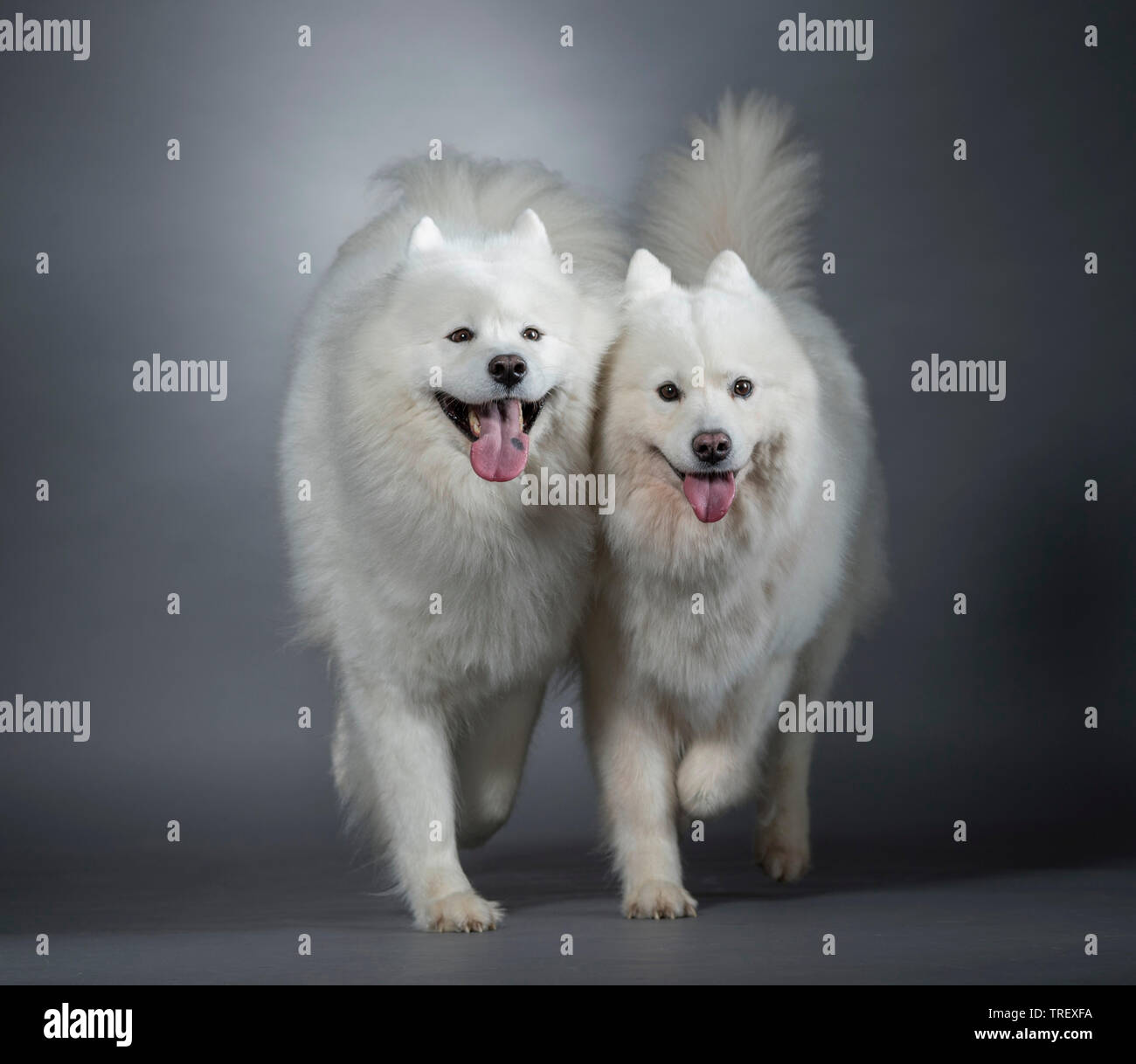 Samoyed. Two adult dogs walking towards the camera. Studio picture against a gray background. Stock Photo