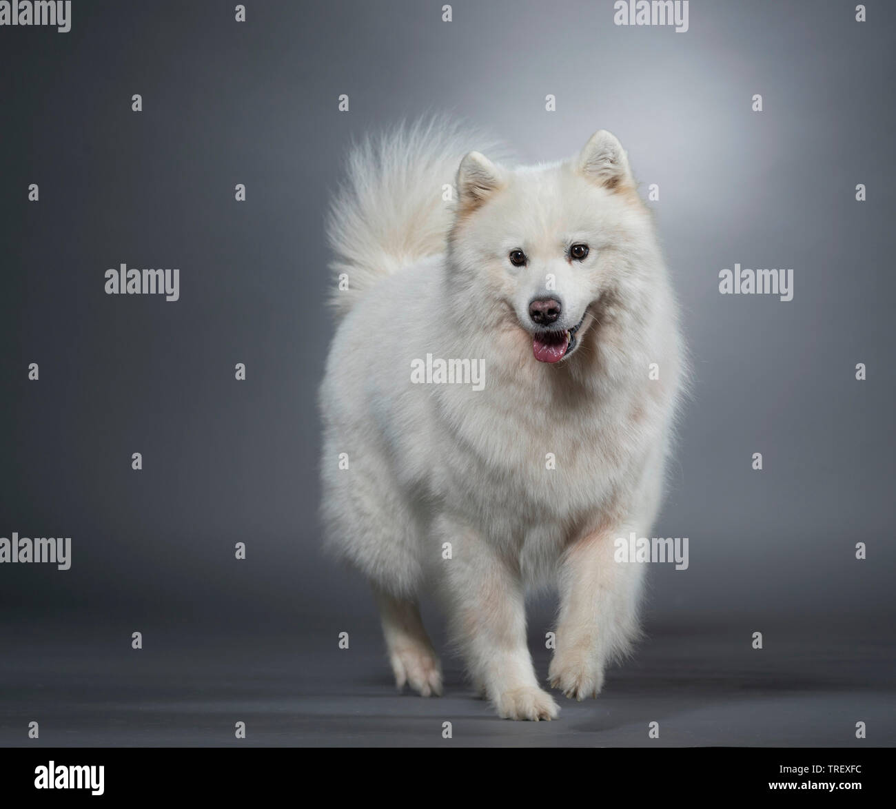 Samoyed. Adult dog walking. Studio picture against a gray background. Germany Stock Photo