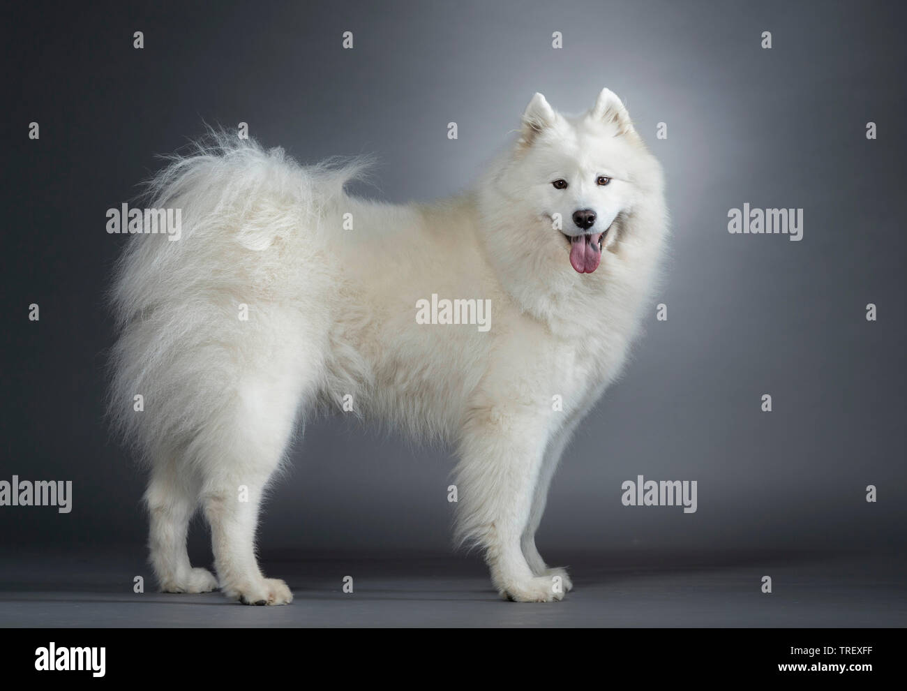 Samoyed. Adult dog standing, seen side-on. Studio picture against a gray background. Germany Stock Photo