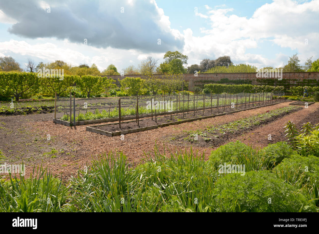 Garden beds in allotment Stock Photo