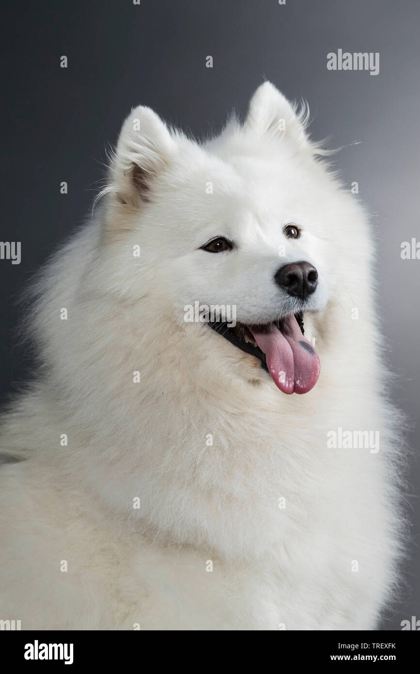 Samoyed. Portrait of a adult. Studio picture against a gray background. Germany Stock Photo
