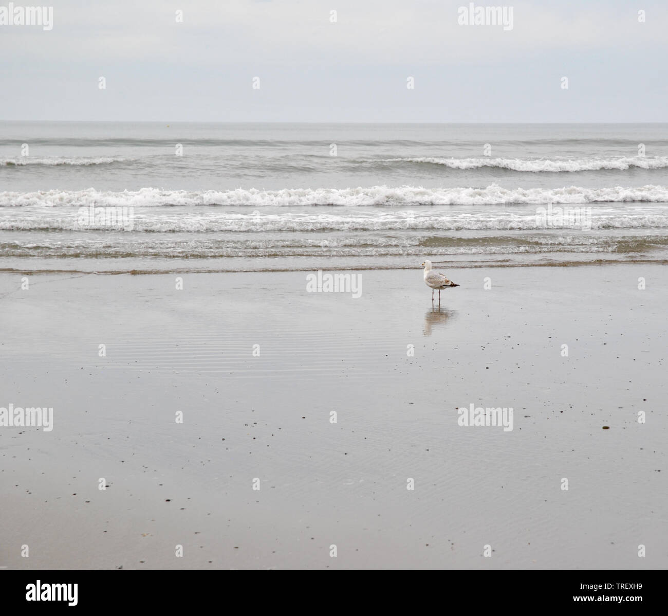 A solitary Seagull on a Welsh beach Stock Photo