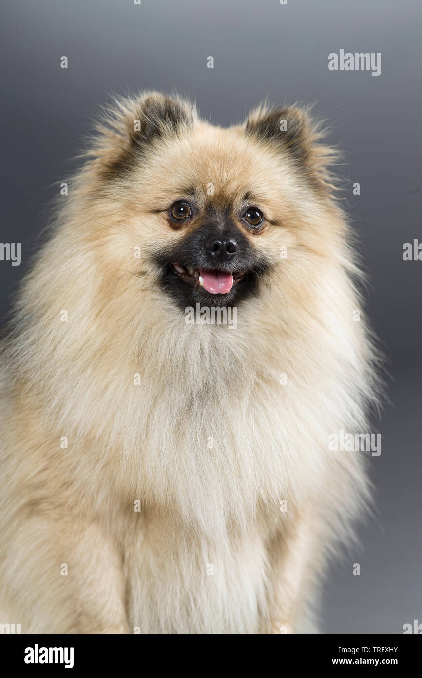 Pomeranian. Portrait of a adult. Studio picture against a gray background. Germany Stock Photo